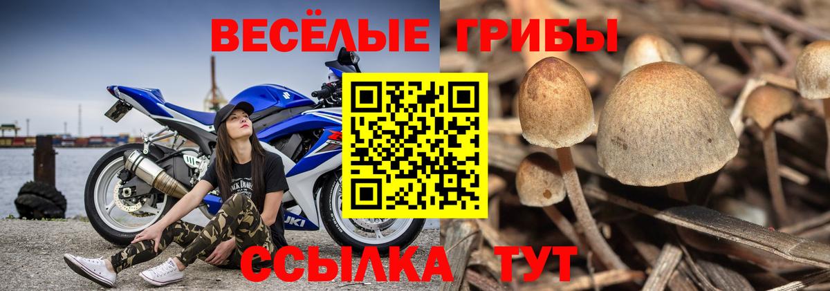 Псилоцибиновые грибы GOLDEN TEACHER  Псилоцибиновые грибы Psilocybine cubensis  Вход с VPN  Валуйки 